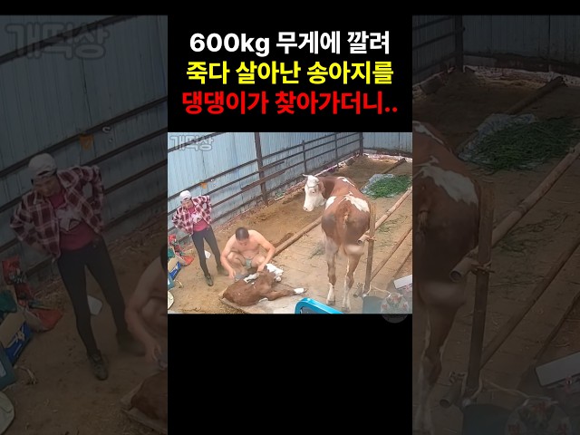 600kg 어미 소에 깔렸던 송아지를 찾아간 댕댕이.. 주인이 감동한 이유
