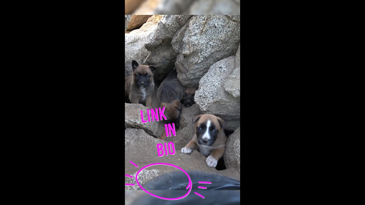 Seven puppies under rocks