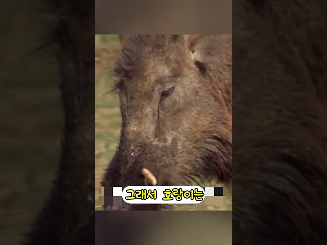 200KG호랑이가 400KG 멧돼지를 노리는데   ㄷㄷ