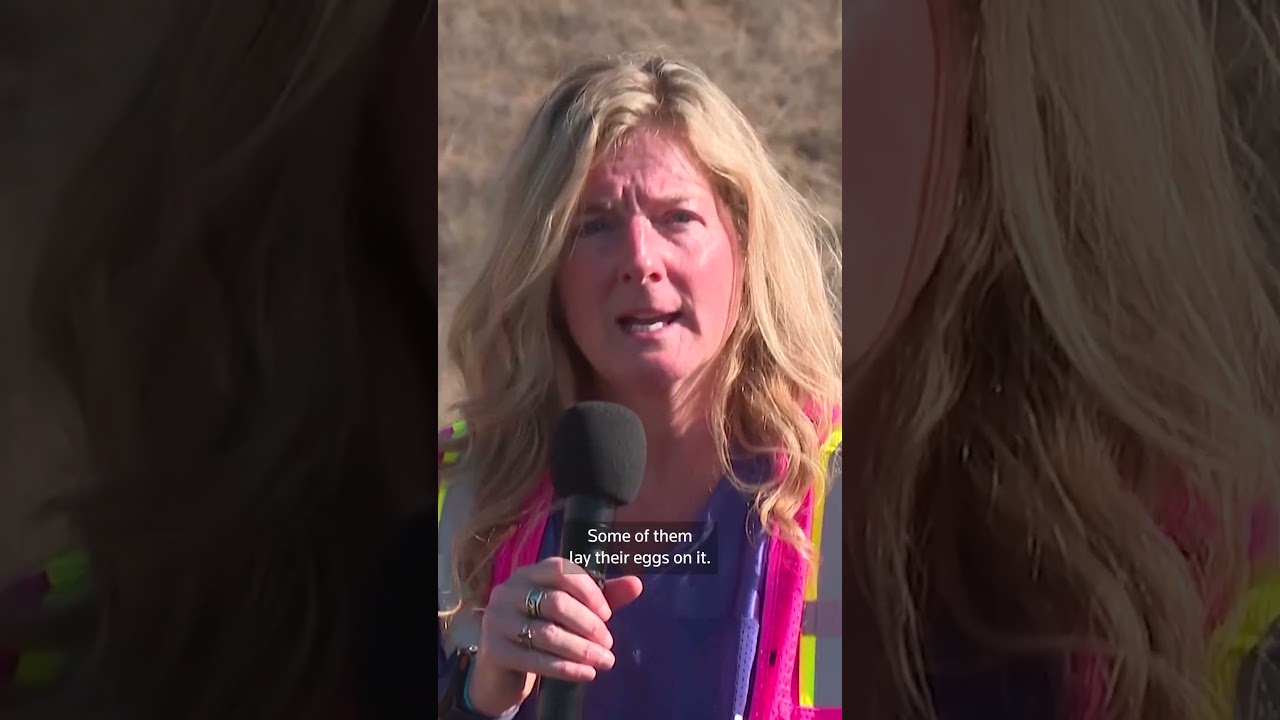 Native planting brings California wildlife crossing closer