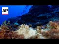 The most severe global coral bleaching event is underway, scientists say