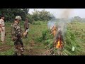 War Against Drugs: Assam Rifles Destroys Illegal Cannabis Plantation Worth ₹1.5 Crore in Tripura