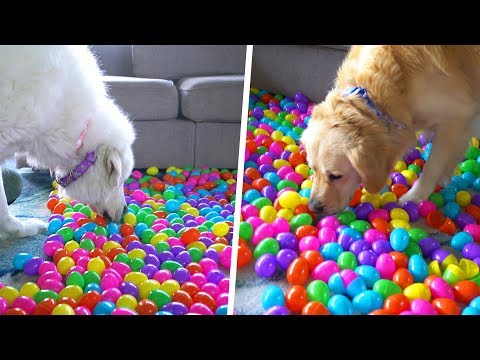 1,152 Easter Eggs and 5 Dog Treats