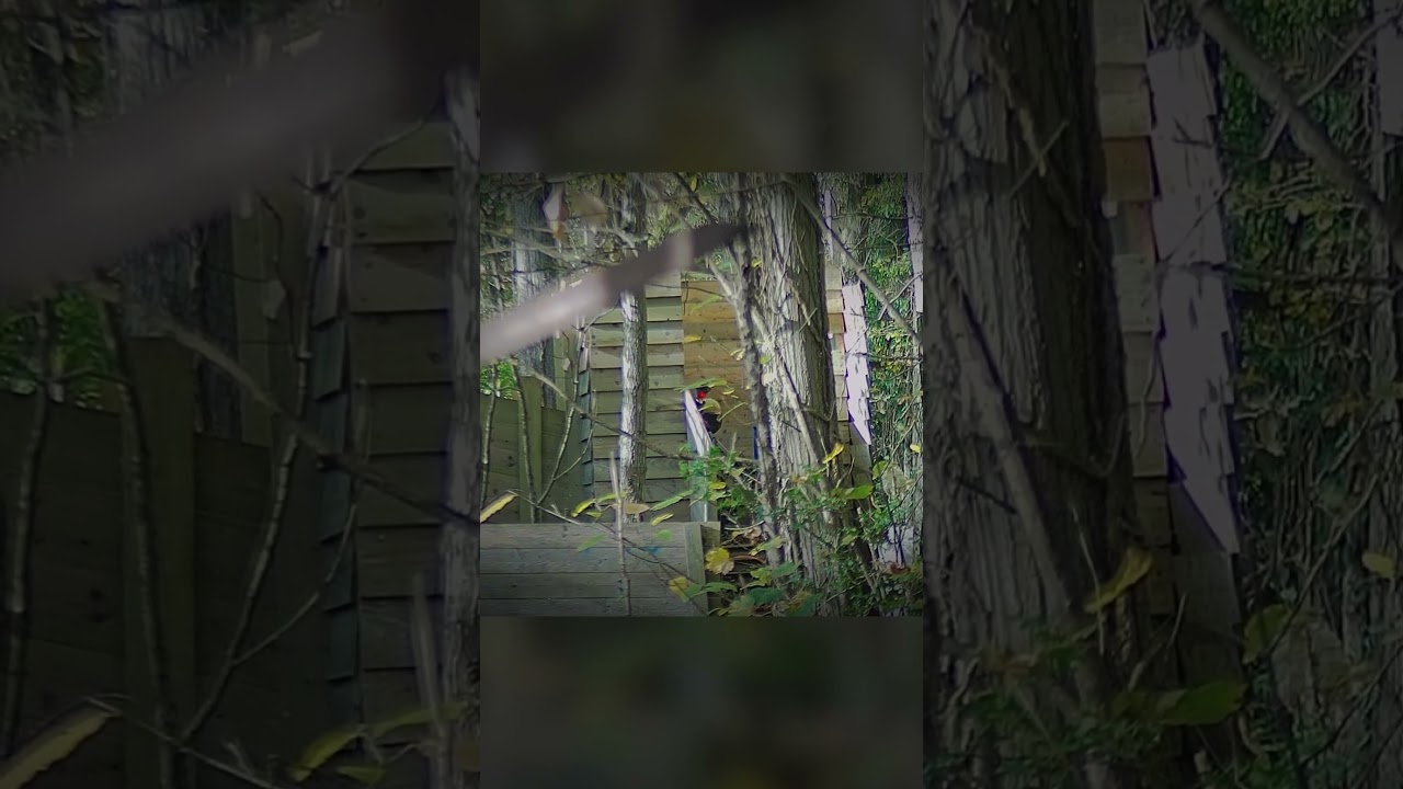 AIRSOFT FRANCE 🇫🇷 : La précision du MTW 😈