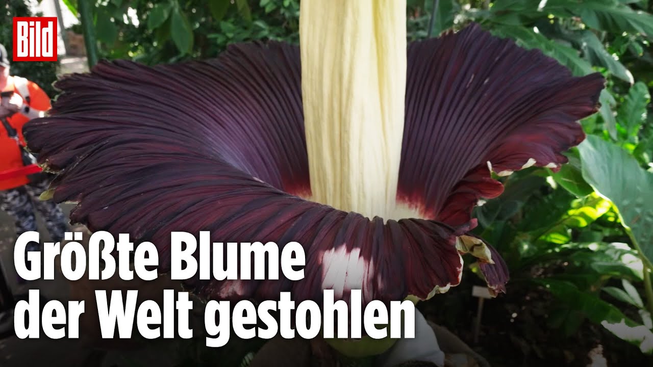 Dortmund: Titanenwurz-Klau aus Botanischem Garten macht fassungslos