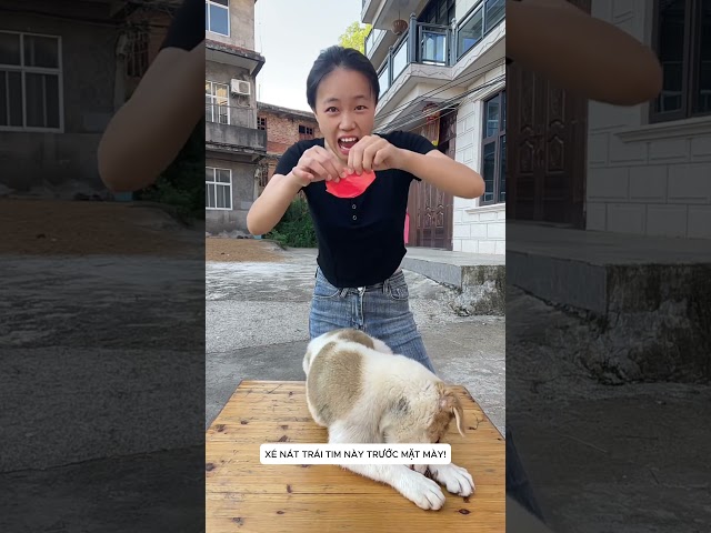 💔 Chó Con Ôm Trái Tim Bị Xé Và Cái Kết Khiến Ai Cũng Xúc Động! 😢🐶