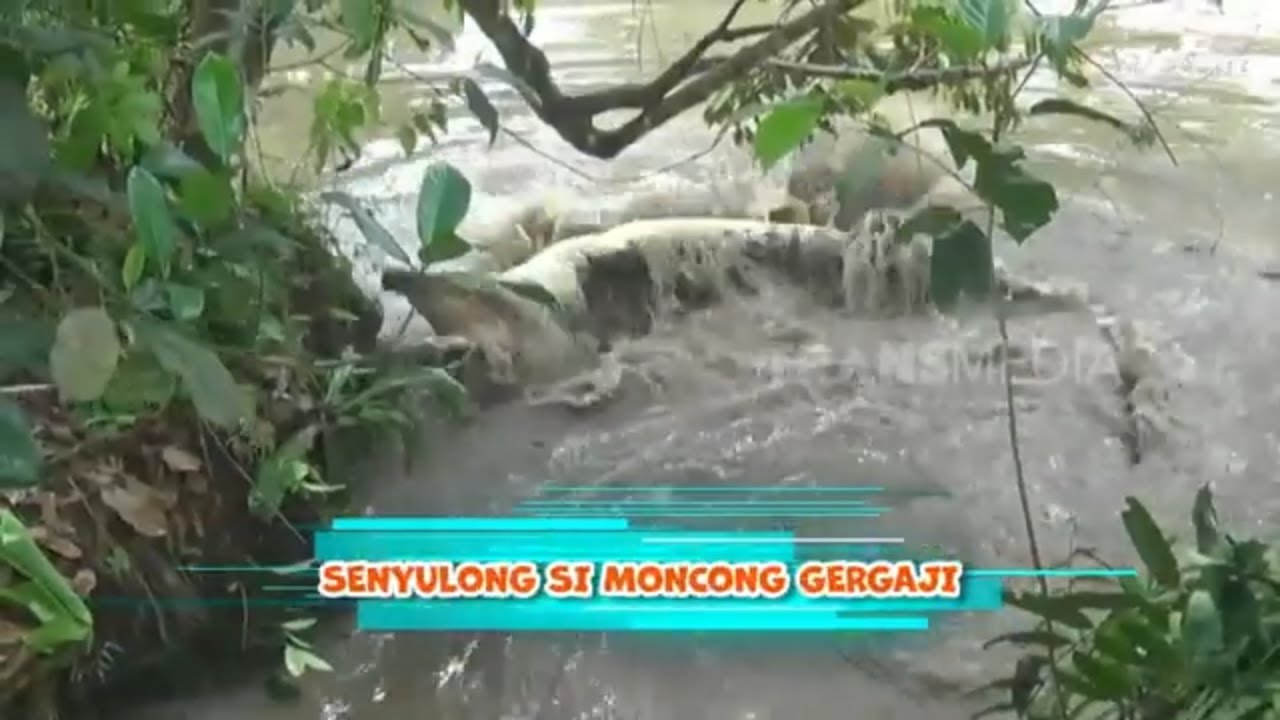 Senyulong Si Moncong Gergaji | SI OTAN (13/05/24)