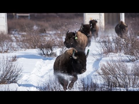 Jadis, le bison sauvage errait librement dans les vallées du parc national Banff, mais il en est disparu depuis plus de 140 ans. Tout a changé en 2017. Jadis, le bison sauvage errait librement dans les vallées du parc national Banff, mais il en est disparu depuis plus de 140 ans. Tout a changé en 2017.