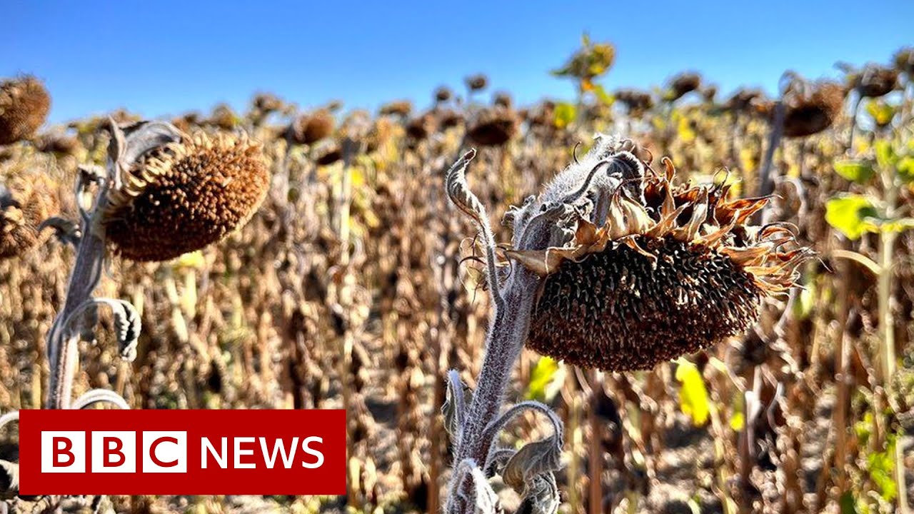 Intense European heatwave parches France's 'garden' Loire Valley - BBC News