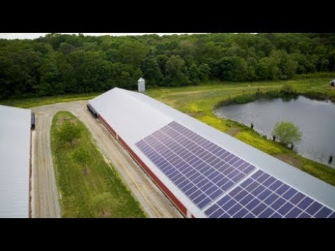 The environmental impact of chicken production has decreased by 50% since 1965. This improvement in environmental impact has gone hand-in-hand with improving bird health and welfare. Get to know a few chicken farmers who are running sustainable chicken farms and see how they use innovative technology and sustainable practices on their farm. The environmental impact of chicken production has decreased by 50% since 1965. This improvement in environmental impact has gone hand-in-hand with improving bird health and welfare. Get to know a few chicken farmers who are running sustainable chicken farms and see how they use innovative technology and sustainable practices on their farm.