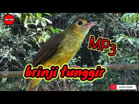 MP3 Pikat brinji rambut tunggir terbaru 2024