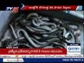 56 Baby snakes found in a Home at Medak