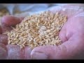 Entretien avec des producteurs de petit épeautre Biologique