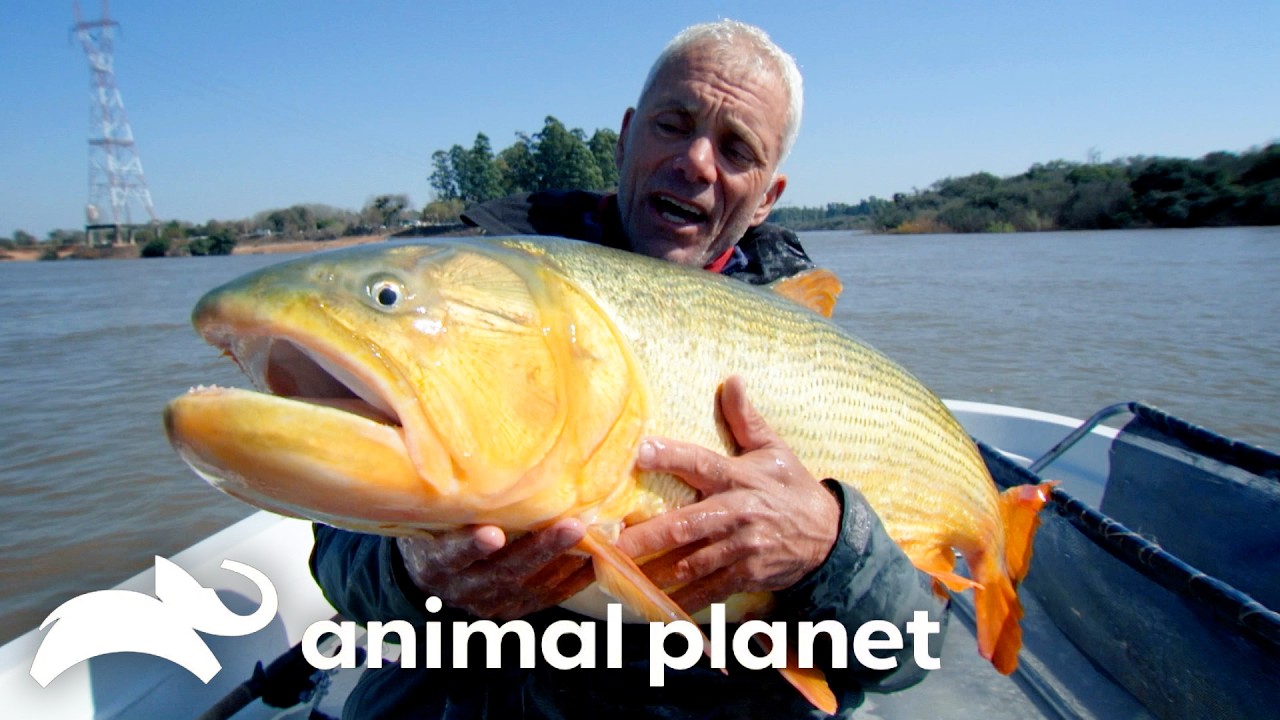 Deadliest Predators of SEASON 6 | River Monsters | Animal Planet