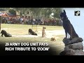 29 Army Dog unit pays rich tribute to elite Indian Army assault Dog ‘Zoom’