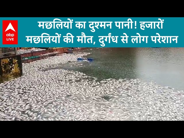 UP News: उत्तर प्रदेश के झांसी में हजारों मछलियों की मौत से हड़कंप मच गया...| ABPLIVE