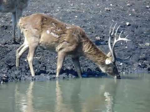 Swamp Deer Drinking Water 
