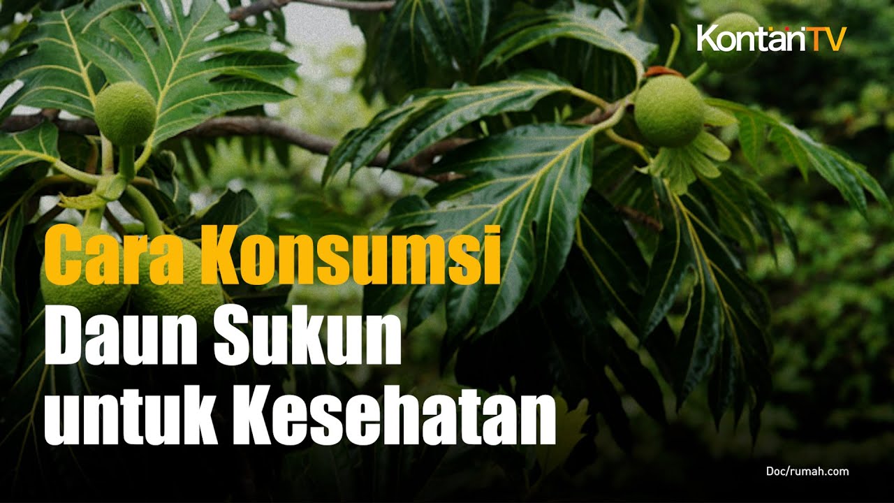 Daun Sukun Bisa Turunkan Asam Urat Dan Kolesterol Begini Cara Konsumsinya