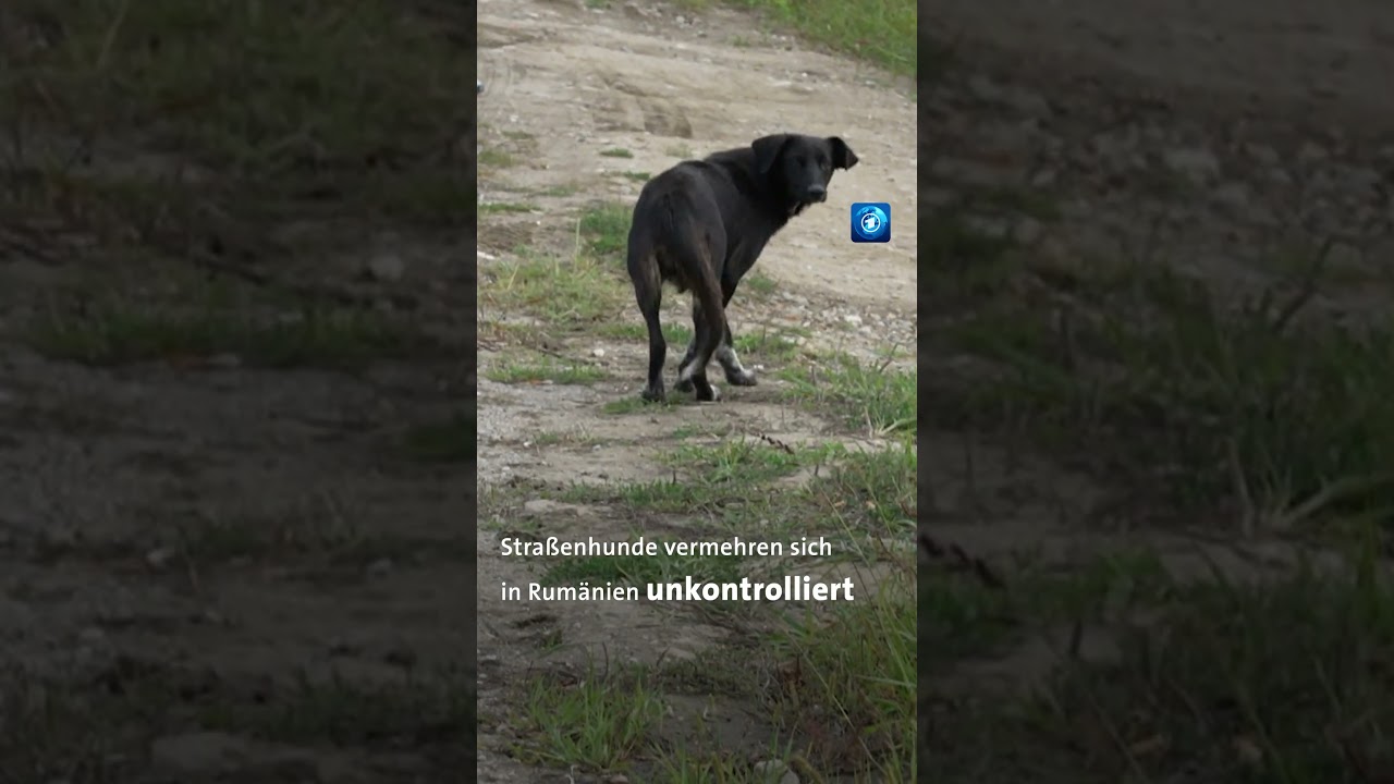 Rumänien: Größtes Tierheim der Welt. tierheim tagesschau
