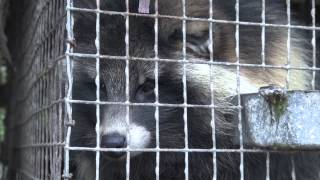 http://www.befurfree.org

Luxury clothing label Burberry claims their fur supplier, Saga Furs, stands for high standards of animal welfare. But a new video from Finland shows the grim truth: fur anima