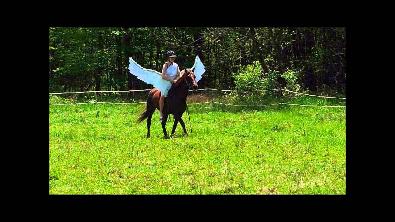 Pegasus -My Horse with Wings scenes.wmv - YouTube