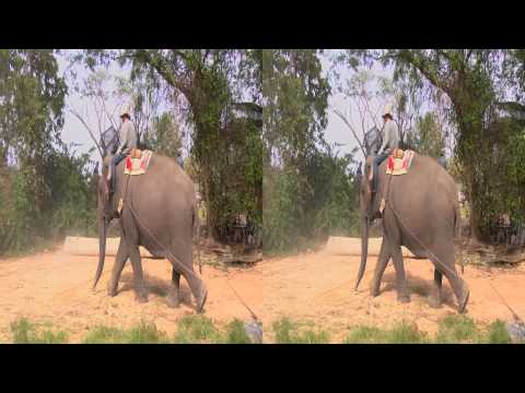 Gentle Giants of Thailand 3D Side by side Trailer 