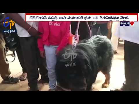 Peoples rushed to take selfie with 10 crores worth Dog Tibetian Mastiff