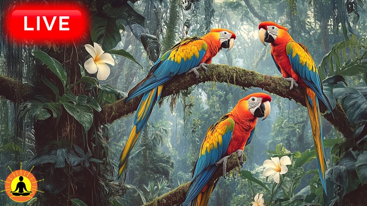 🔴 Peaceful & Relaxing Forest Ambient Music 24/7 🍃3451: Sounds Of The Forest 🦜 | Stress Relief Music