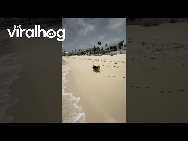 Corgi Takes Beach Stroll at Luxury Resort || ViralHog