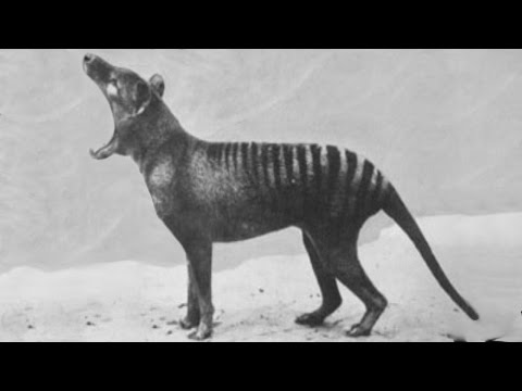Ретки снимки од изумрени животни кои повеќе не постојат на планетата од 1932 до денес