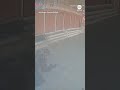 Quick-thinking boy calmly exits as leopard enters building - ABC News