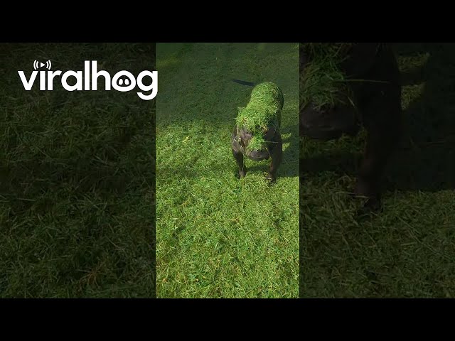 Dog Gets Covered in Grass || ViralHog