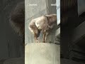Goat named ‘Jeffrey’ trapped for hours on ledge in Kansas City  - 00:33 min - News - Video
