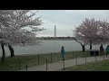Cherry Blossoms LIVE: Iconic cherry trees begin to bloom in Washington D.C.  - 00:00 min - News - Video