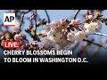 Cherry Blossoms LIVE: Iconic cherry trees begin to bloom in Washington D.C.