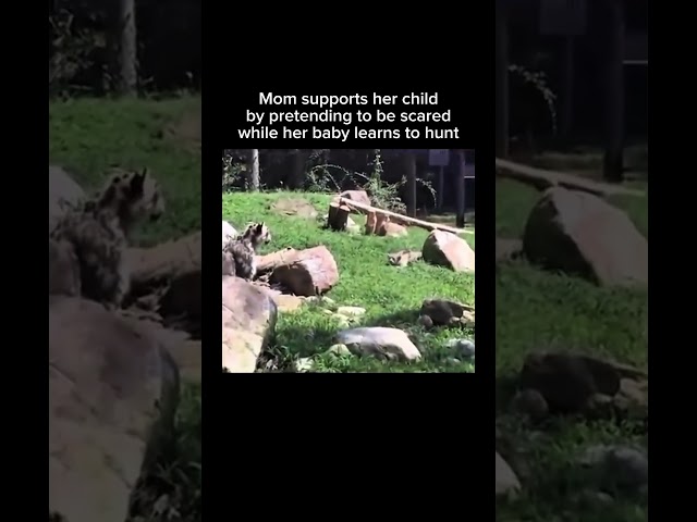 Follow for music, memes & unexpected fun! 🎹 #cutecats #zoo #bigcats