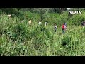 Drone Video Shows Cannabis Growing Over Kilometers In Himachal; Destroyed