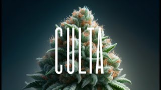 Inside CULTA: Maryland’s Cannabis Pioneers | Exclusive Behind-the-Scenes Tour 🌿🔥