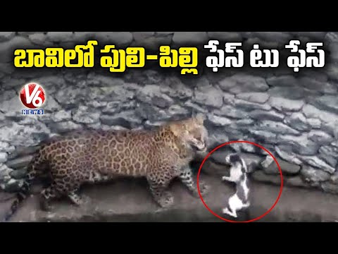 Viral video: Leopard, cat come face to face in well Viral video: Leopard, cat come face to face in well
