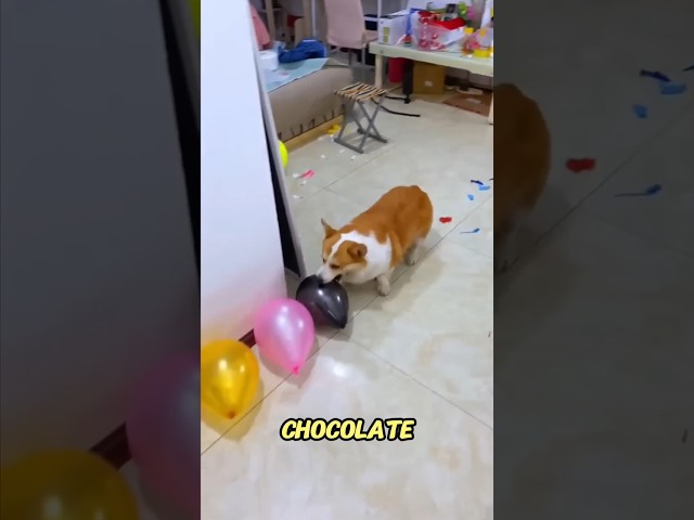 Pop all the balloons and win chocolate 🎈baloon #shortvideo