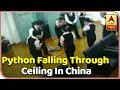 Viral Video: Python Drops From Ceiling During Staff Meeting