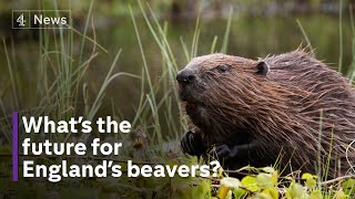 Beaver away: are England’s beavers helping or harming?