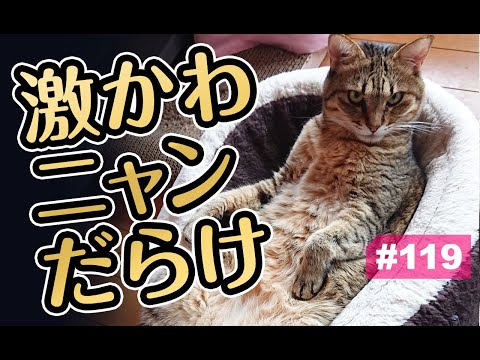 猫動画 激かわニャンだらけ にゃんともパレード まとめちゅーぶ