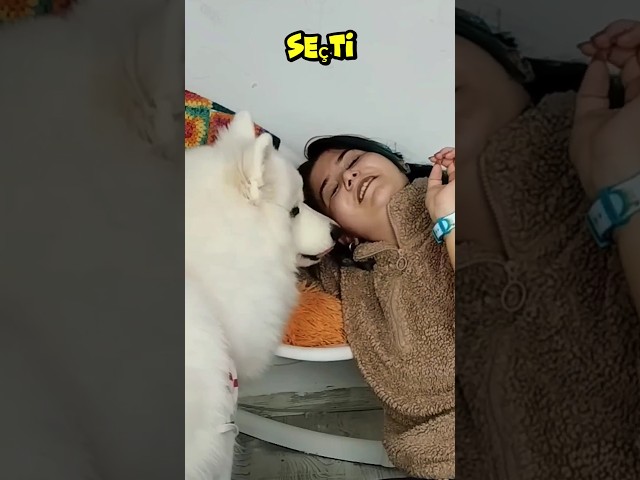 Köpeğiniz Sizi Ne Kadar Seviyor Testi! (Yapmayın 🙃) #summeronshorts #TeamArya