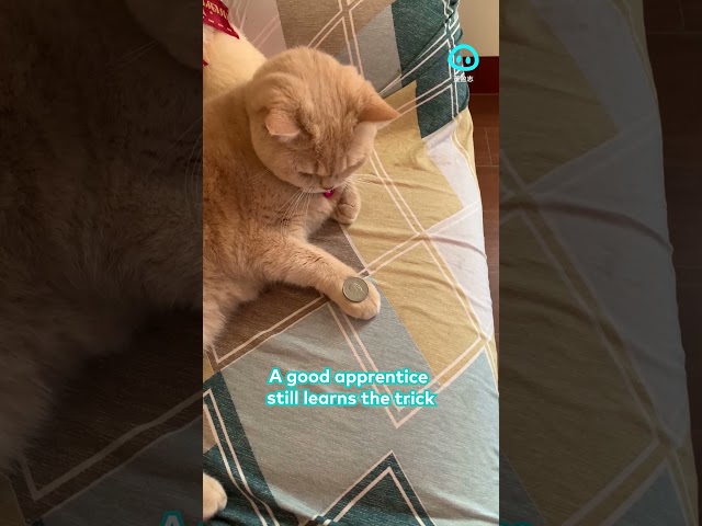 Cat Mimics Owner's Coin Trick || ViralHog Shorts