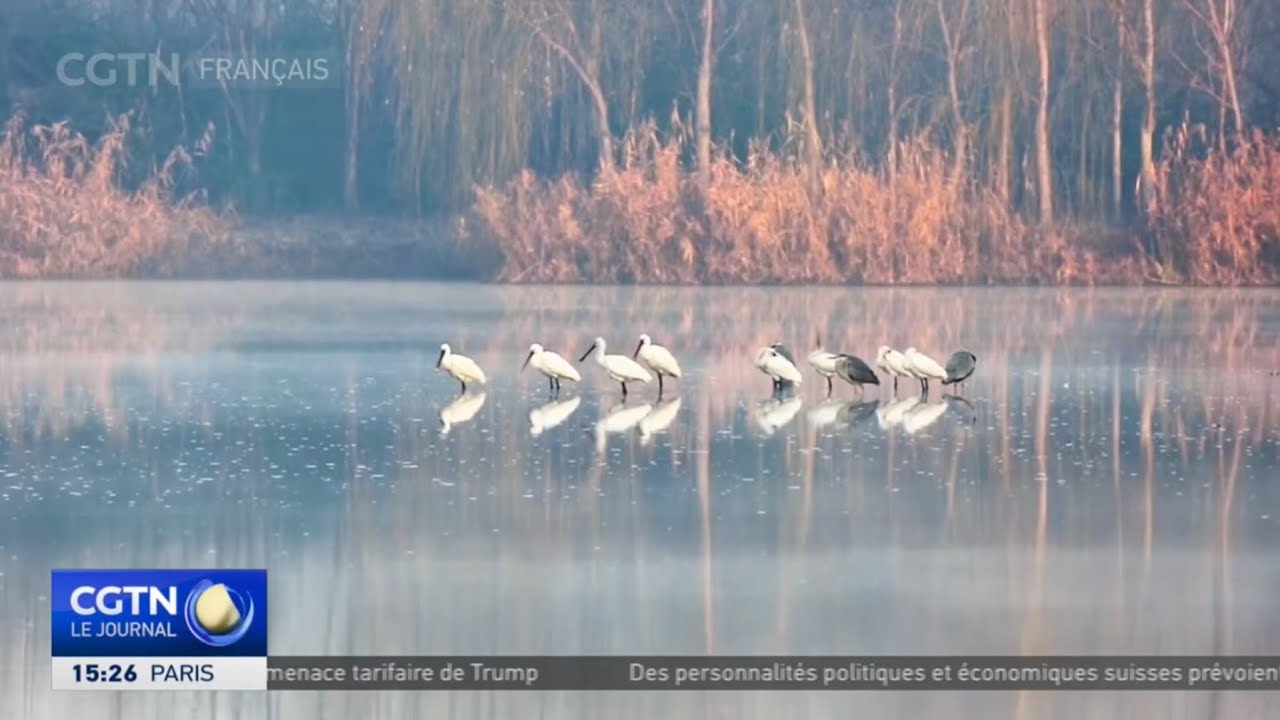 Xi'an : un paysage écologique, refuge pour des centaines d'oiseaux