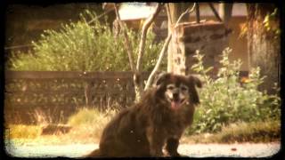 Fede Graña con Socio - Perros Tristes (video oficial)