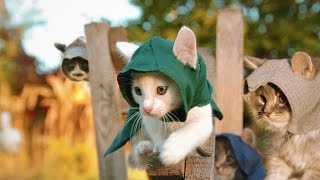 Assassin's Kittens Unity