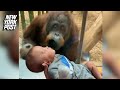 Orangutan at zoo steals hearts in close encounter with baby