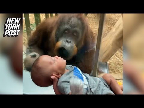 Orangutan at zoo steals hearts in close encounter with baby